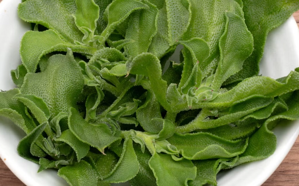 澎湖植物觀賞 澎湖植物觀賞