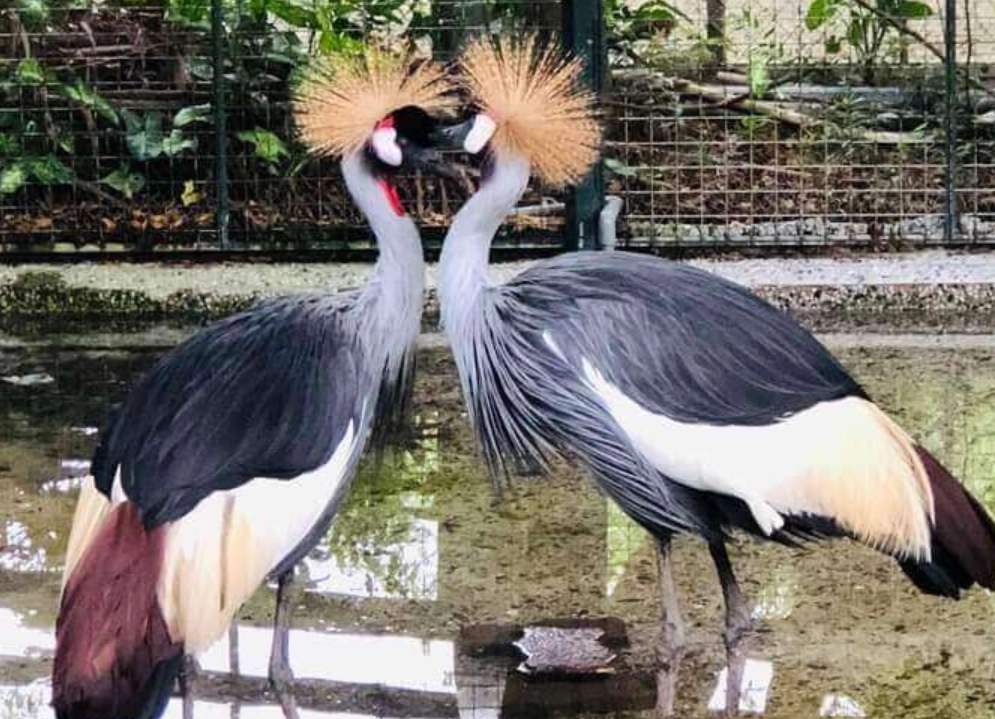 壽山動物園 門票