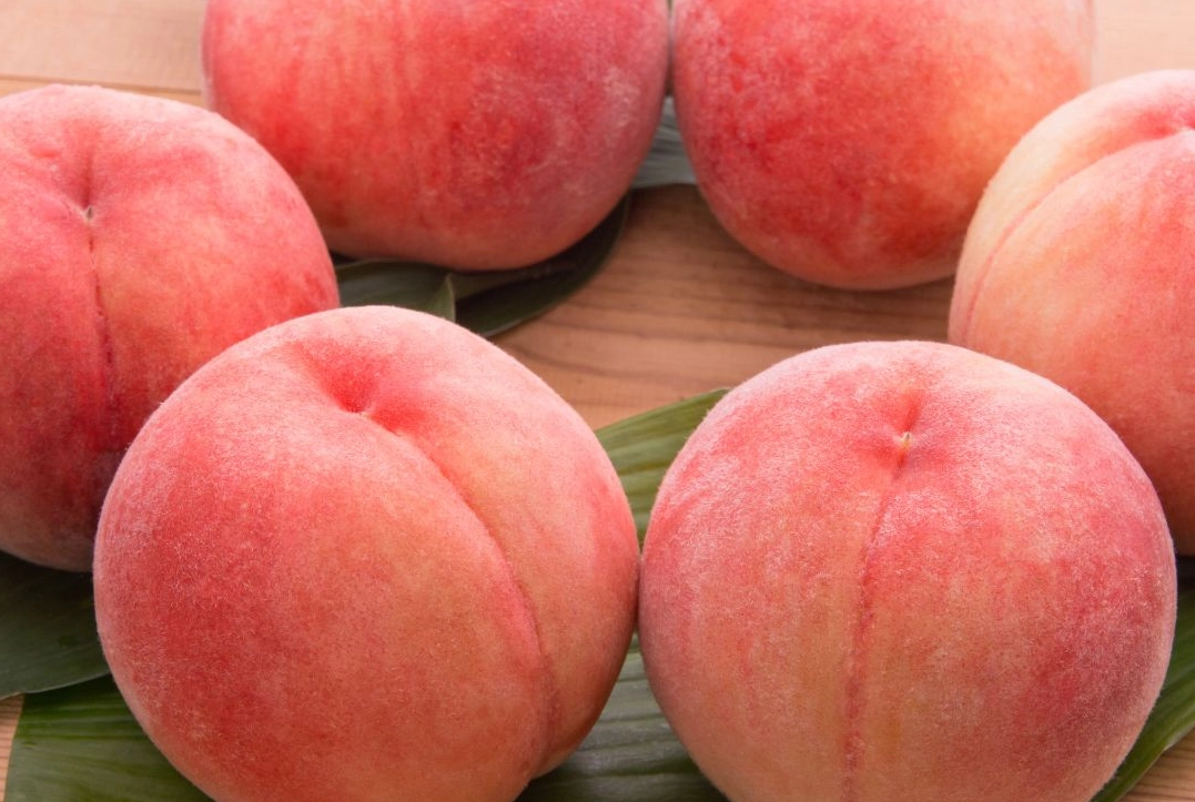 日本水果採收時間 日本水果採收時間