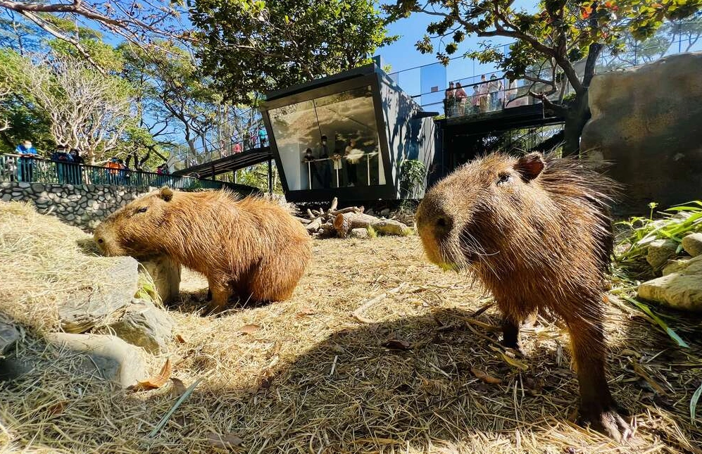 高雄動物園 交通