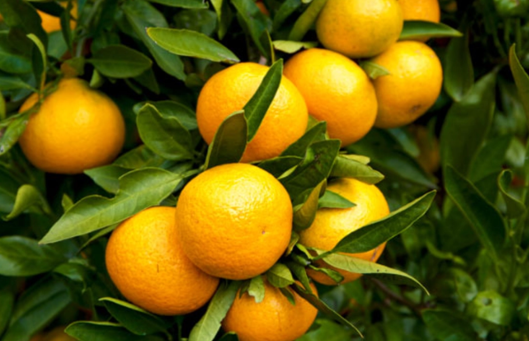 日本水果季節 日本水果季節