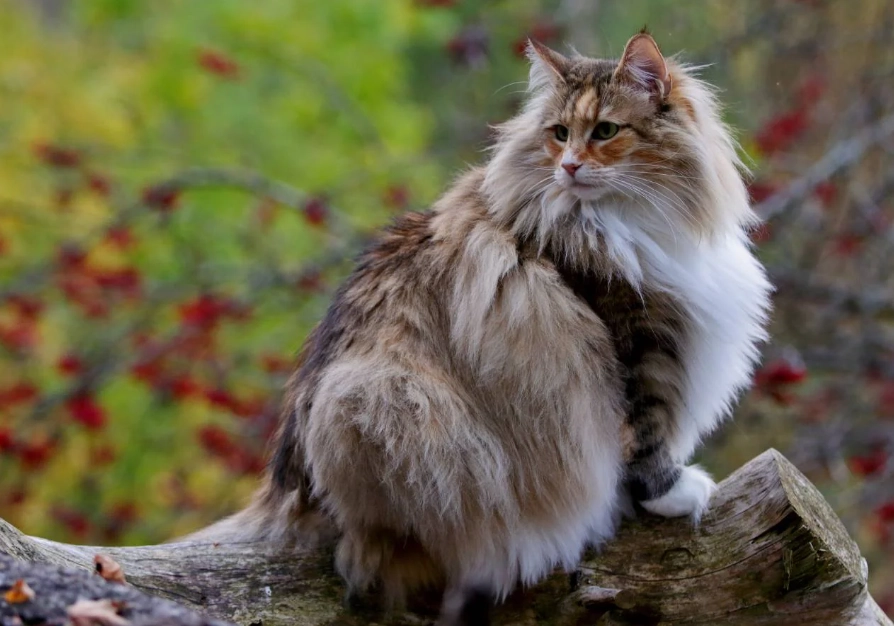 挪威森林貓緬因貓大小