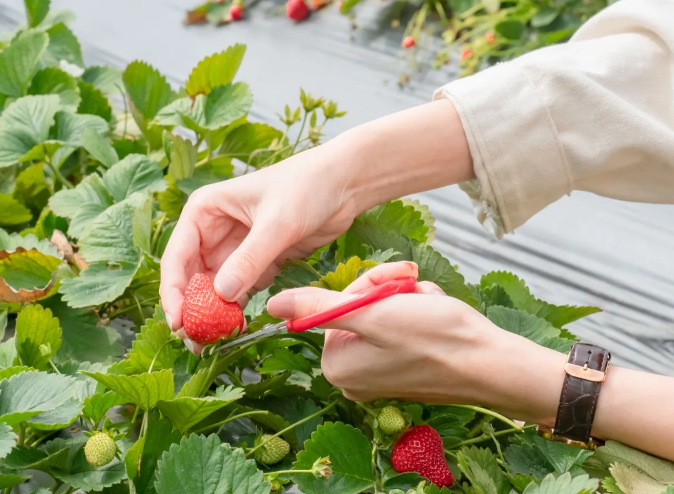 桃園採草莓推薦：精選農場、採摘秘訣與親子同樂完整攻略