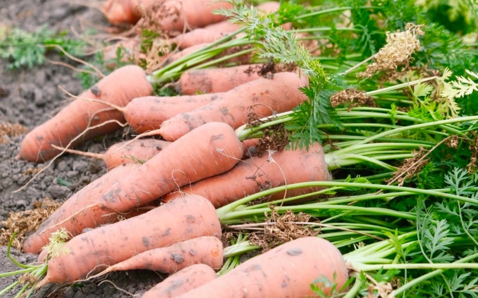 紅蘿蔔胡蘿蔔素