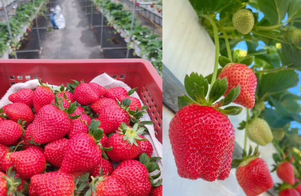 田園美色草莓園：全台草莓採摘終極指南與實用秘訣
