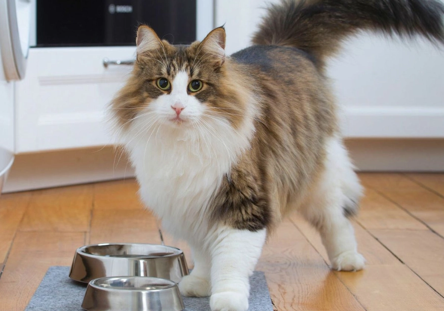 挪威森林貓疾病