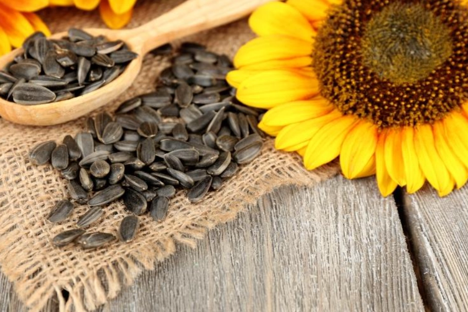 廣佛葵花籽典怎麼用？資深玩家分享使用心得!