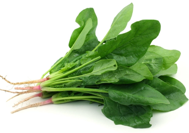 菠菜不能和什么一起吃