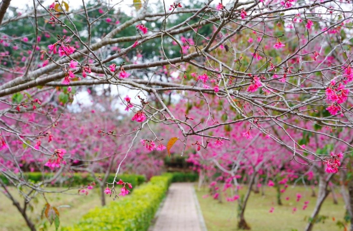 賞櫻行程規劃