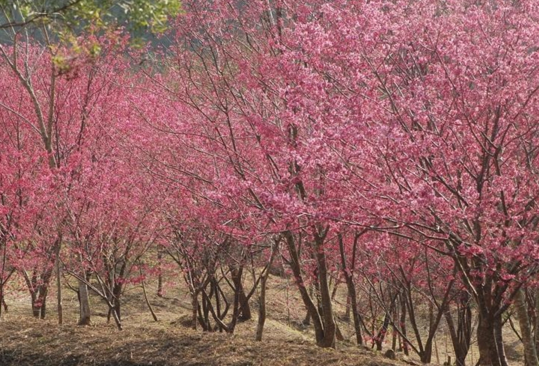 武陵農場櫻花 武陵農場櫻花