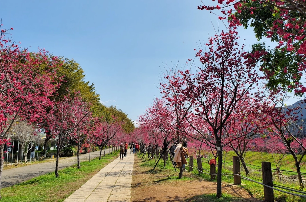 武陵農場櫻花 武陵農場櫻花