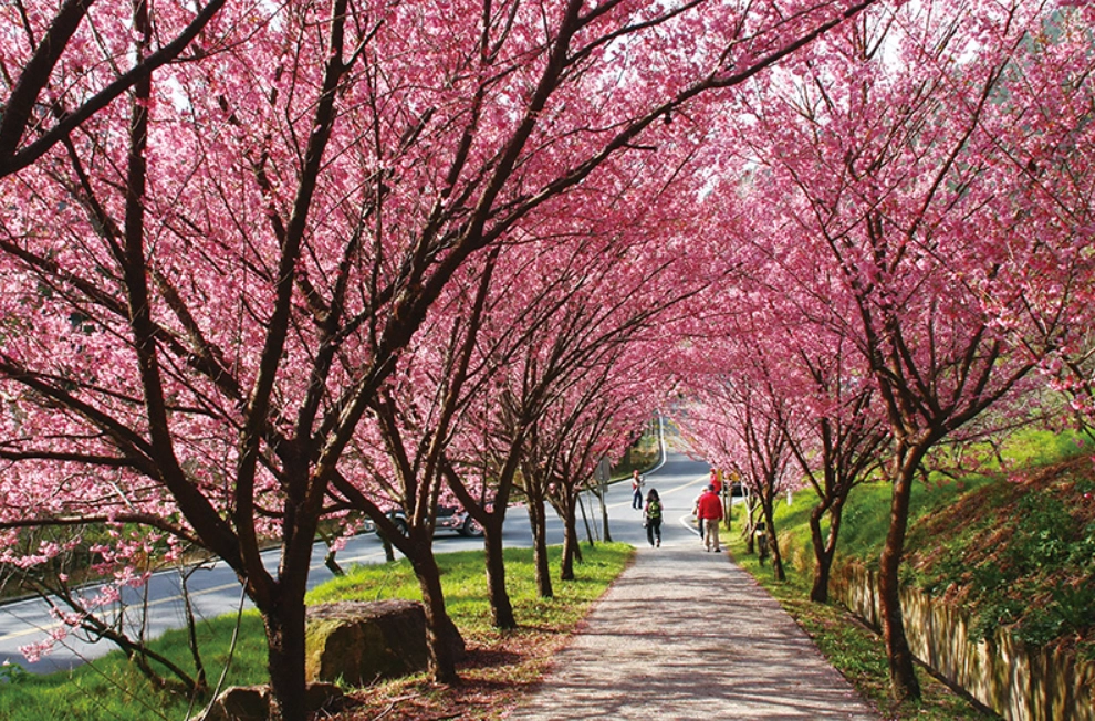 武陵農場櫻花 武陵農場櫻花
