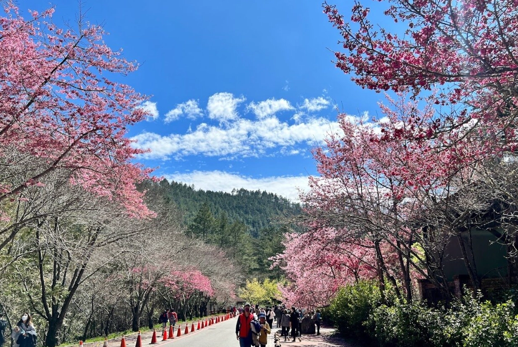 賞櫻行程規劃 賞櫻行程規劃