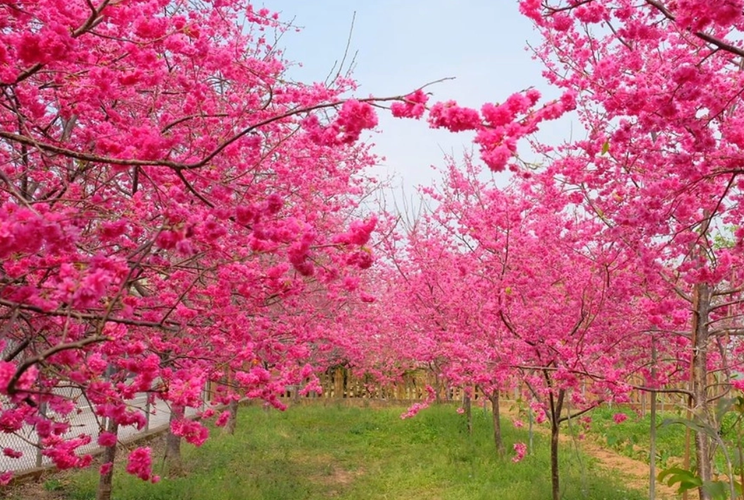 武陵農場櫻花