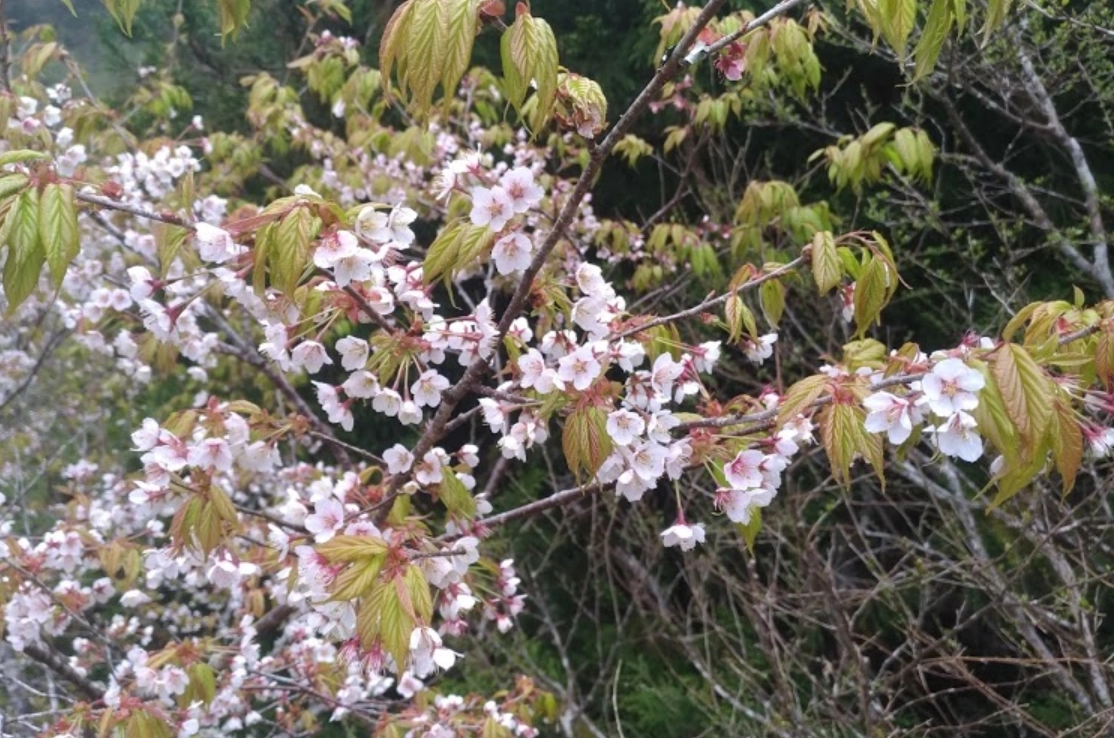太平山天氣預報