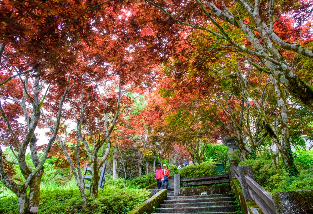 太平山旅遊季節