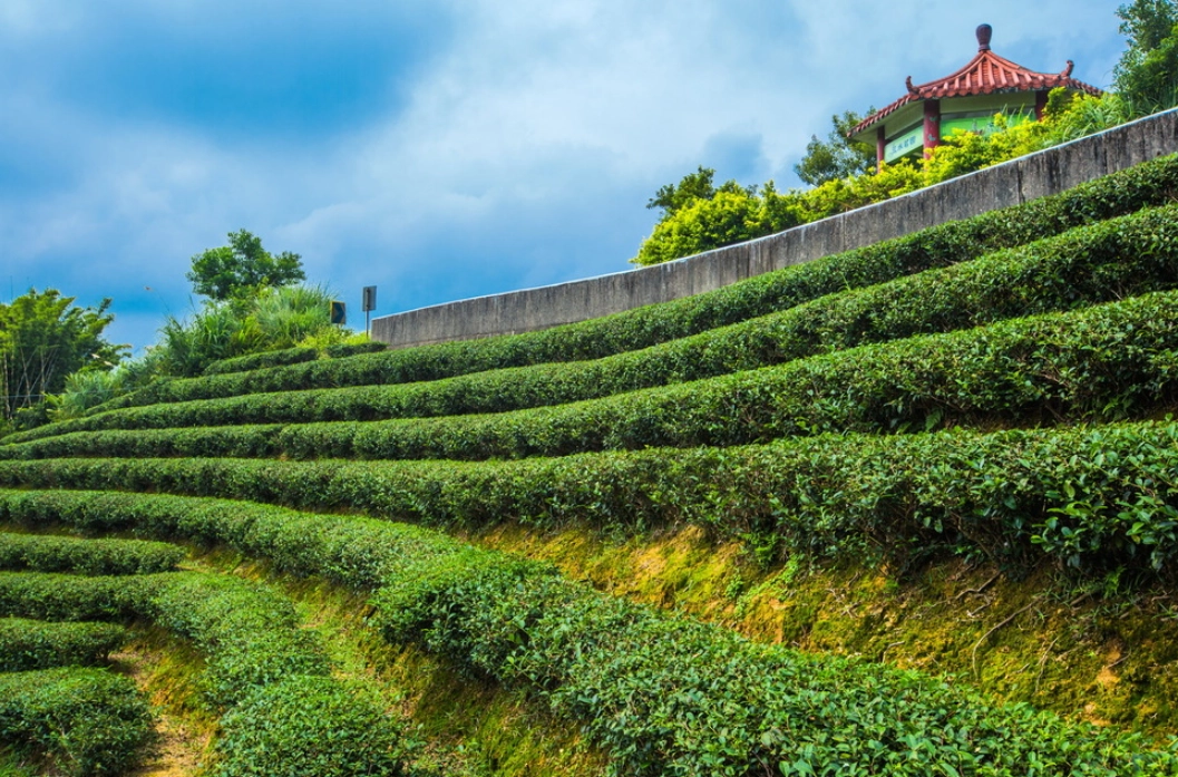桃園茶園
